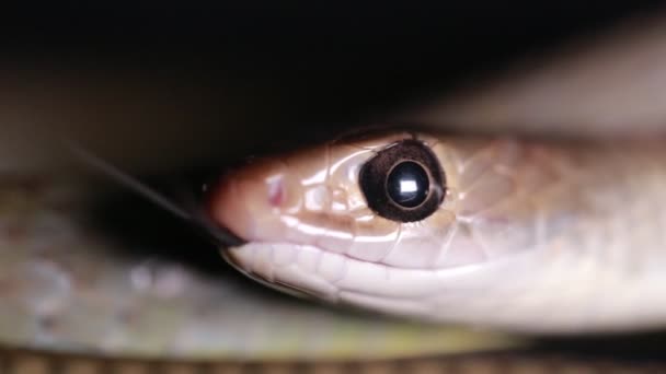Ptyas Korros Comúnmente Conocida Como Serpiente Rata China Serpiente Rata — Vídeo de stock