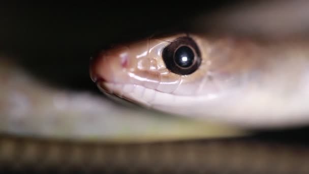 Ptyas Korros Comúnmente Conocida Como Serpiente Rata China Serpiente Rata — Vídeos de Stock