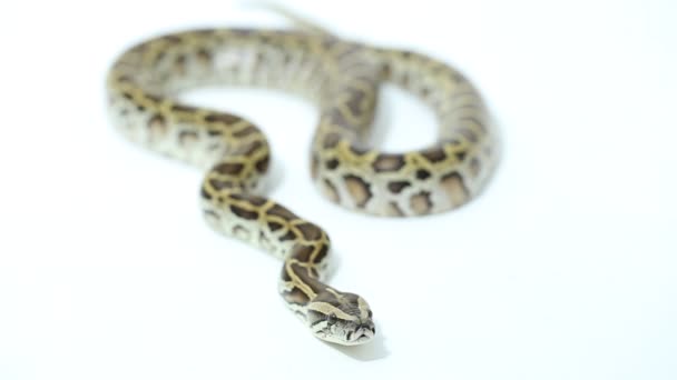 Burmesische Python Molurus Bivittatus Schlange Isoliert Auf Weißem Hintergrund — Stockvideo