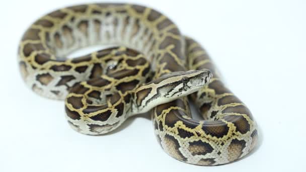 Burmai Python Molurus Bivittatus Kígyó Izolált Fehér Háttér — Stock videók