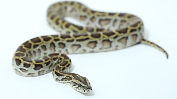 Birmano Python Molurus Bivittatus Serpiente Aislado Fondo Blanco — Vídeo de stock