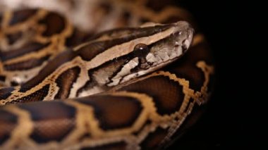 Birmanya Python molurus bivittatus yılanı
