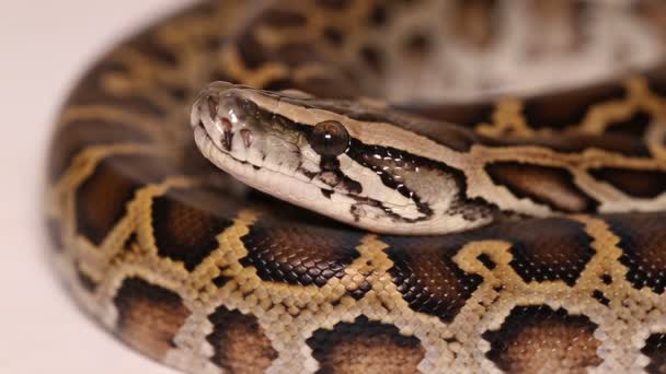 缅甸Python Molurus Bivittatus Snake — 图库视频影像