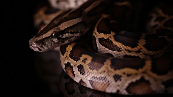 Birmanya Python Molurus Bivittatus Yılanı — Stok video