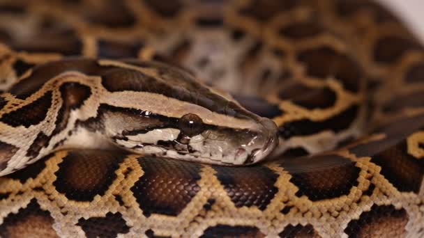 Burmesische Python Molurus Bivittatus Schlange — Stockvideo
