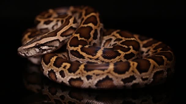 Burmesisk Python Molurus Bivittatus Orm — Stockvideo