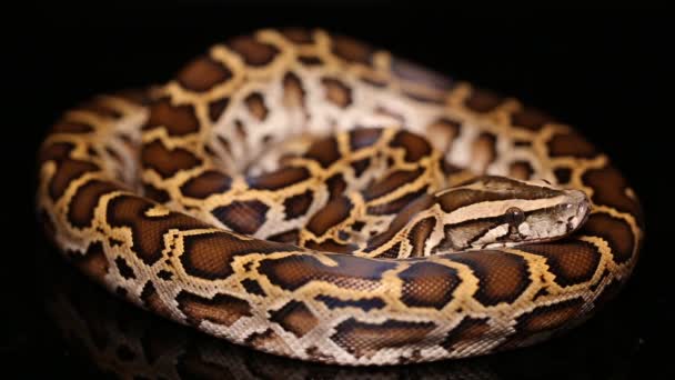 Serpente Birmano Python Molurus Bivittatus — Video Stock