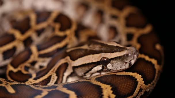 Birmański Wąż Python Molurus Bivittatus — Wideo stockowe