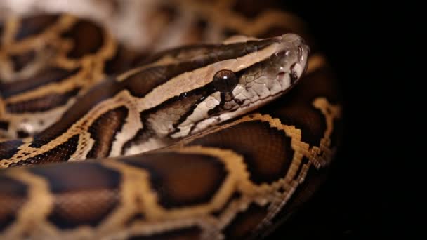 Serpiente Birmana Python Molurus Bivittatus — Vídeos de Stock