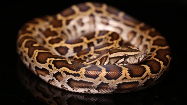 Serpiente Birmana Python Molurus Bivittatus — Vídeos de Stock