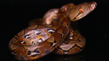 Retiküle edilmiş Python Malayopython retikülatus yılanı siyah arkaplanda izole edildi.