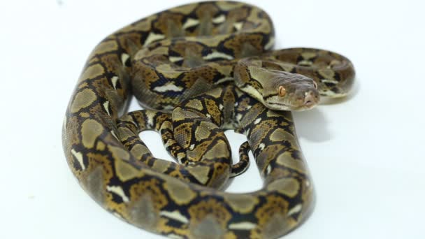 Gereconditioneerde Python Malayopython Reticulatus Geïsoleerd Witte Achtergrond — Stockvideo