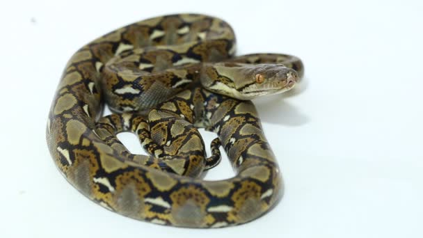 Python Réticulé Malayopython Reticulatus Isolé Sur Fond Blanc — Video