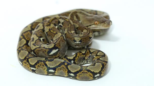 Python Reticulado Malayopython Reticulatus Aislado Sobre Fondo Blanco — Vídeos de Stock