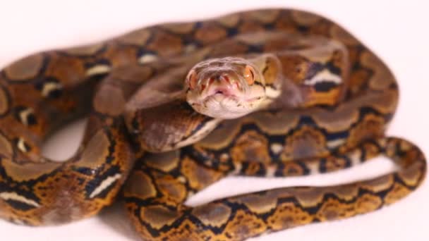 Python Reticulado Malayopython Reticulatus Aislado Sobre Fondo Blanco — Vídeo de stock
