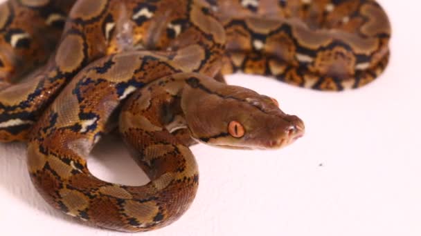 Сетчатый Python Malayopython Reticulatus Выделен Белом Фоне — стоковое видео