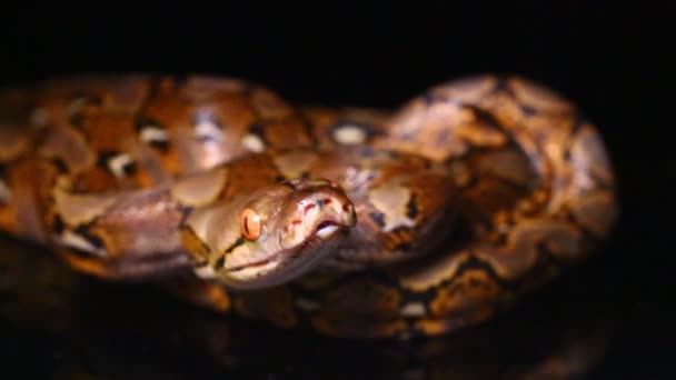 Сетчатая Змея Малаопитона Чёрном Фоне — стоковое видео