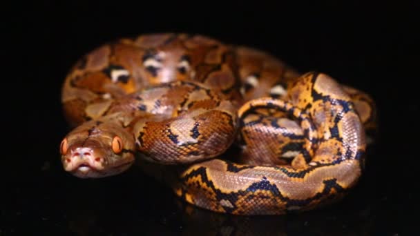 Gedetailleerde Python Malayopython Reticulatus Slang Geïsoleerd Zwarte Achtergrond — Stockvideo