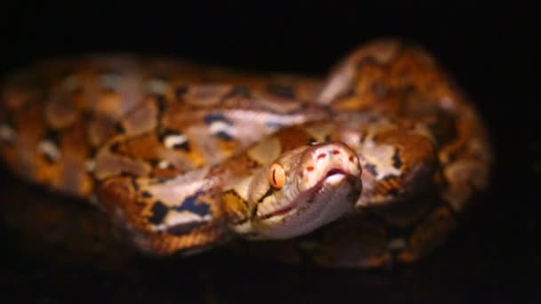 Сетчатая Змея Малаопитона Чёрном Фоне — стоковое видео