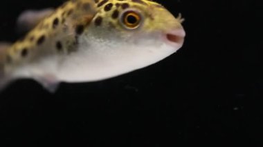 Siyah arka planda benekli yeşil kirpi balığı, tetraodon veya Dichotomyctere nigroviridis