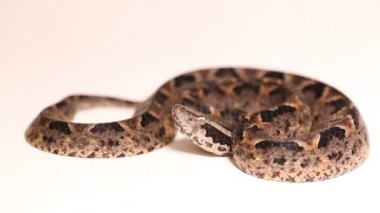 Malezya yer engerek yılanı (Calloselasma rodostoma)
