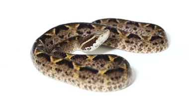 Malezya yer engerek yılanı (Calloselasma rhodostoma) beyaz bankada izole edildi