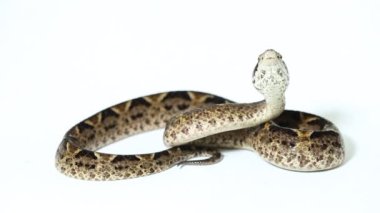 Malezya yer engerek yılanı (Calloselasma rhodostoma) beyaz bankada izole edildi