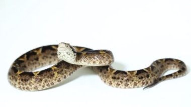 Malezya yer engerek yılanı (Calloselasma rhodostoma) beyaz bankada izole edildi