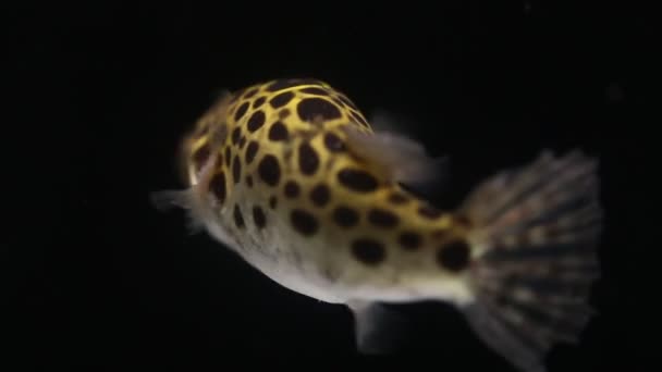 Пятнистая Рыба Фугу Тетраодон Дихотомиктер Нигровиридис Черном Фоне — стоковое видео