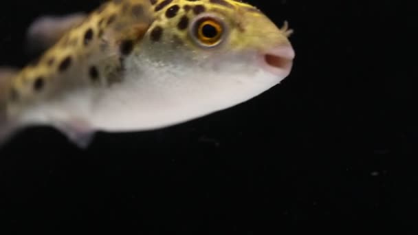 黑色背景上的斑点绿色浮游鱼 四头鱼或二头鱼 — 图库视频影像
