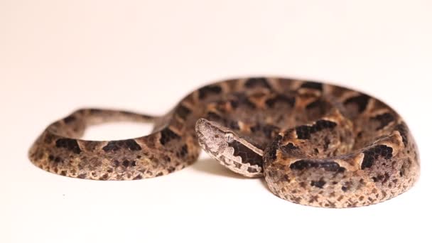 马来亚地坑毒蛇 Calloselasma Rhodostoma — 图库视频影像