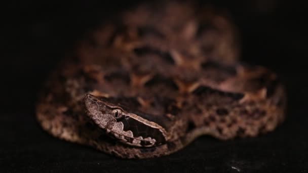 Serpente Della Vipera Terra Malese Calloselasma Rodostoma — Video Stock