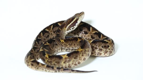 Malayan Ground Pit Viper Snake Calloselasma Rhodostoma Isolated White Banckground — Stock Video