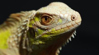 Sarı albino iguana kertenkelesi (iguana iguana)) 