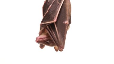 Endonezya 'nın kısa burunlu meyve yarasası Cynopterus titthaecheilus beyaz arka planda izole edildi