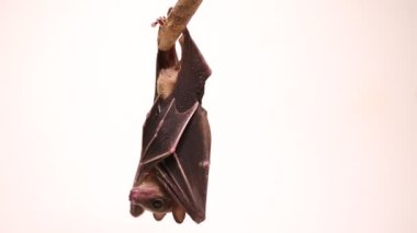 Endonezya 'nın kısa burunlu meyve yarasası Cynopterus titthaecheilus beyaz arka planda izole edildi