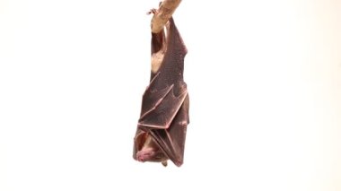 Endonezya 'nın kısa burunlu meyve yarasası Cynopterus titthaecheilus beyaz arka planda izole edildi