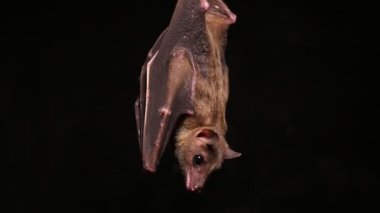 Endonezya 'nın kısa burunlu meyve yarasası Cynopterus titthaecheilus siyah arka planda izole edildi