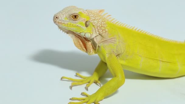 Yellow Albino Iguana Lizard Iguana Iguana — Stock Video