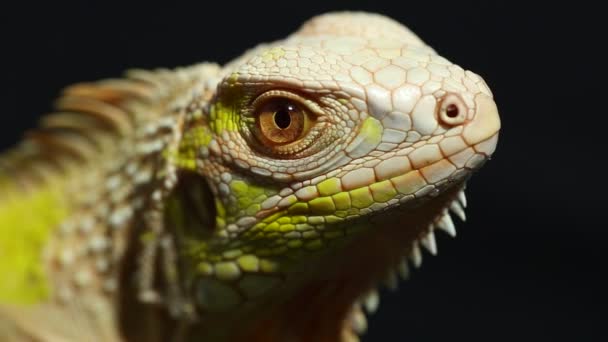 黄白化病蜥蜴 Iguana Iguana Lizard — 图库视频影像