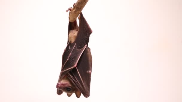 Indonesiska Kortnosad Frukt Bat Cynopterus Titthaecheilus Isolerad Vit Bakgrund — Stockvideo