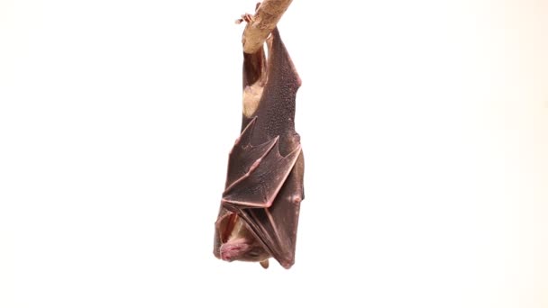 Indonesiska Kortnosad Frukt Bat Cynopterus Titthaecheilus Isolerad Vit Bakgrund — Stockvideo