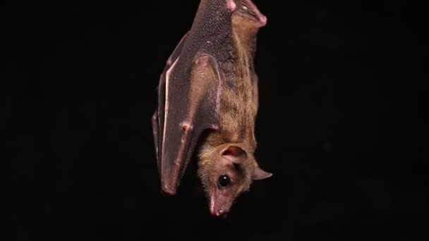 Bat Frutas Nariz Corta Indonesio Cynopterus Titthaecheilus Aislado Sobre Fondo — Vídeo de stock