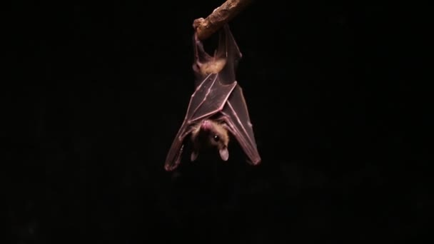 Morcego Frutas Nariz Curto Indonésio Cynopterus Titthaecheilus Isolado Fundo Preto — Vídeo de Stock