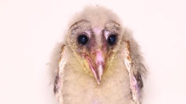 Beyaz arka planda yalıtılmış Barn Owl Tyto Alba 'lı bir piliç