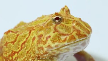 Beyaz arka planda Pac Man kurbağa albino çilek izole