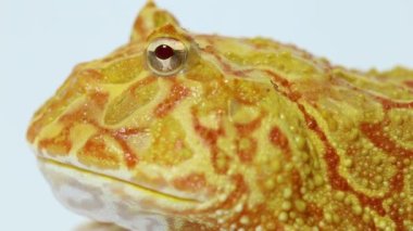 Beyaz arka planda Pac Man kurbağa albino çilek izole