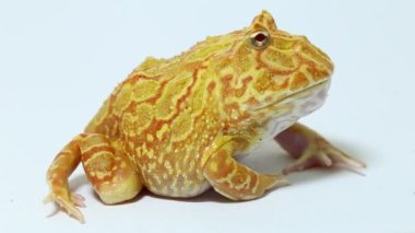 Beyaz arka planda Pac Man kurbağa albino çilek izole