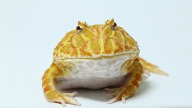 Beyaz arka planda Pac Man kurbağa albino çilek izole