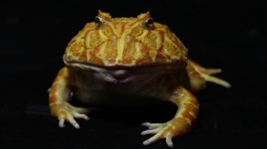 Güney Amerika boynuzlu kurbağaları ya da siyah arka planda izole edilmiş Pac man kurbağa albinosu